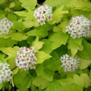 Tavoľa kalinolistá (Physocarpus opulifolius) ´DART´S GOLD´ výška: 60-80 cm, kont. C5L